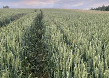 Pszenica ozima Kilimandżaro po centrali Pszenica ozima Kilimandżaro po centrali