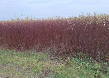 Wiklina zielona wykoszona niesortowana