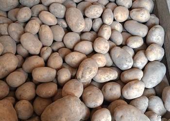 Ziemniaki Jurek hurt