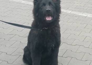 szczeniaki owczarki niemieckie długowłose ZKwP FCI