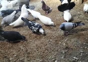 Sprzedam golembie pocztowe