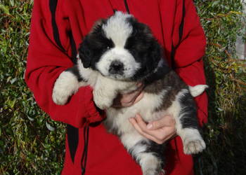 Moskiewski pies stróżujący Nie Bernardyn Kaukaz
