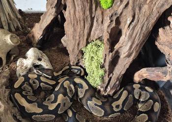 Python królewski gravel