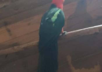 Szkarłatka królewska samiec