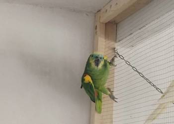 Para Amazonek niebieskoczelnych - astevia