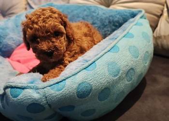 Pudelki toy /miniatura szczenięta koniec grudnia odbiór