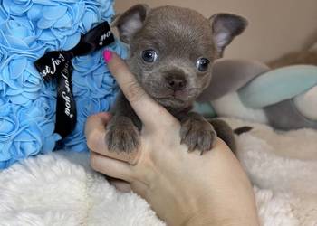 Chihuahua krótkowłosy piesek liliowy badania DNA