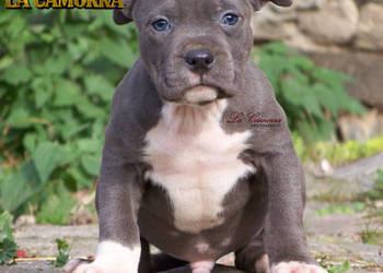 American Staffordshire Terrier  Blue  Amstaff Szczeniak Samiec