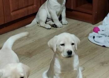 Piękne szczenięta rasy Labrador Retriever ZKwP FCI