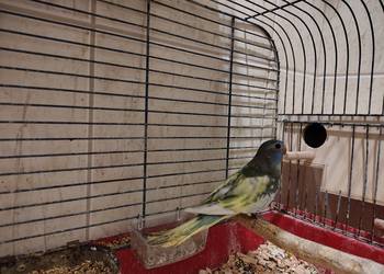 Łąkowka Wspaniała