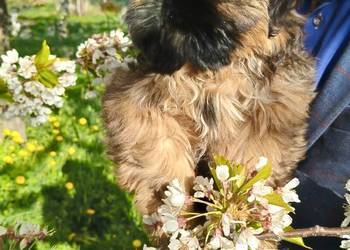 Shih tzu Suczka i Piesek