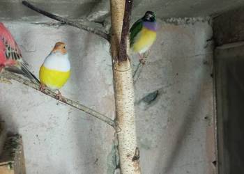 Amadyny wspaniałe para