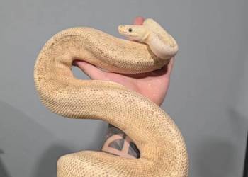 Pyton królewski (regius) samica killerbee clown