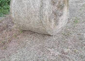 Siano rolka 120x120