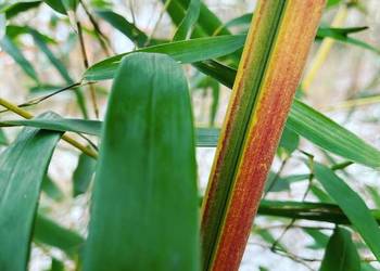 Bambus Phyllostachys Aureosulcata f. Spectabilis 5l
