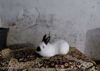 Króliki Samiec Kalifornijski Czarny