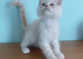 Maine Coon - Piękne kocięta po dużych rodzicach !
