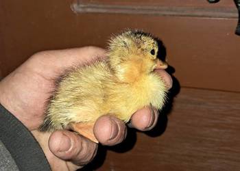 Sprzedam kaczki i gęsi