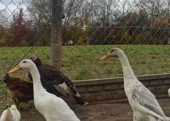 Kaczki biegusy, biegusy indyjskie.