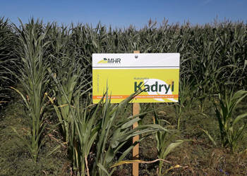 Nasiona kukurydzy MHR Kadryl na kiszonkę ziarno