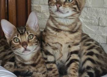 Kociaki Bengalskie gotowe do odbioru.
