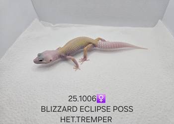 Gekony lamparcie