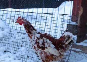 Koguty zargodowe i koguty liliputki