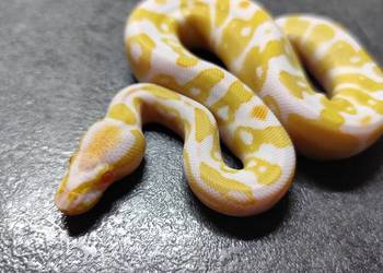 Pytony Królewskie Albino