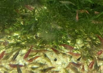 Mech Java moss Riccia pływająca