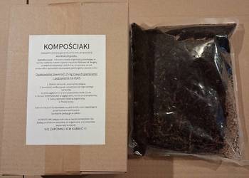 Dżdżownice do kompostu i na ryby – Żarłoczne i pracowite!