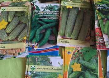 Palczik Kustowoj Wierasen  Ogórek rosyjski oryginał nasiona do kolekcji