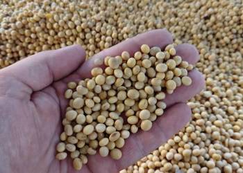 Soja zbiór 2025 idealna dla kur większą nośność