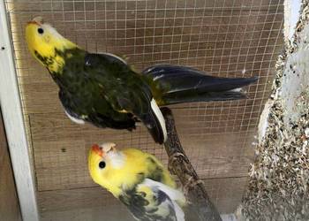 Sprzedam różne gatunki papug