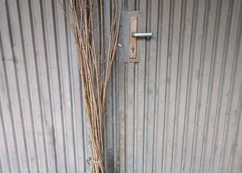 Klon pospolity miododajny, kopany z gruntu