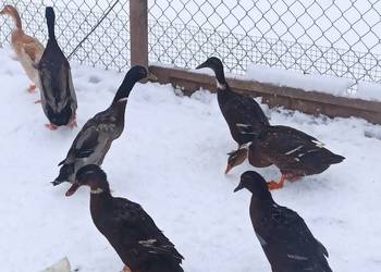 Kaczki biegusy, biegusy indyjskie.