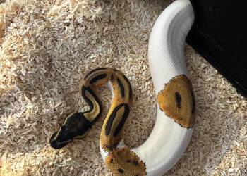 Python królewski - Piebald