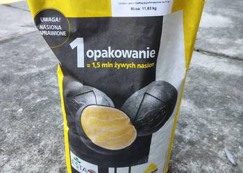 Nasiona rzepak JUREK