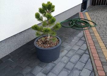 Duża donica betonowa 45L, sosna Compact Gem