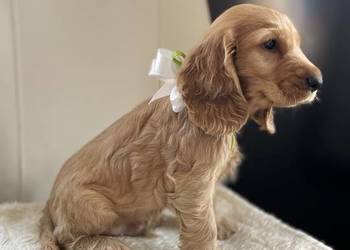 Cocker Spaniel szczeniak