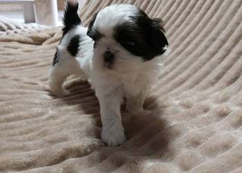 Shih-tzu