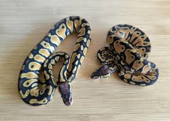 PROMOCJA Pyton królewski PARA!