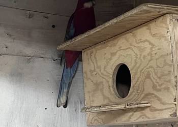 Sprzedam rozelle białolica