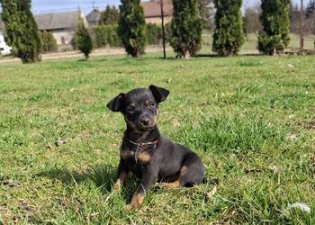 Sunia lola pinczer miniaturowy