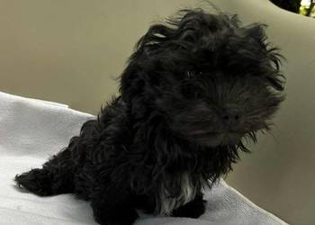 Piesek o imieniu Ace Man rasy Rosyjska Bolonka Kolorowa