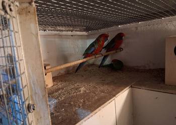 Sprzedam Świergotki, Rozelle królewskie ,Zeberki