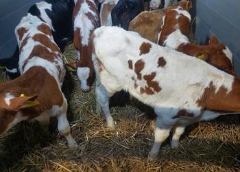 Mięsne cielęta byczki I mieszańce na Sianko