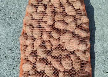 Ziemniaki bellarosa sadzeniaki / jadalne