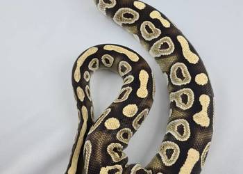 Wąż pyton królewski, python regius samica dorosła