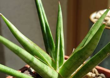 Sansevieria hybr White Medusa roślina z kolekcji jasne ubarwienie