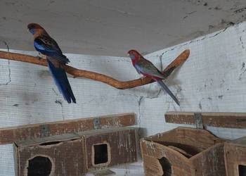 Konury słoneczne, rozelle szeki